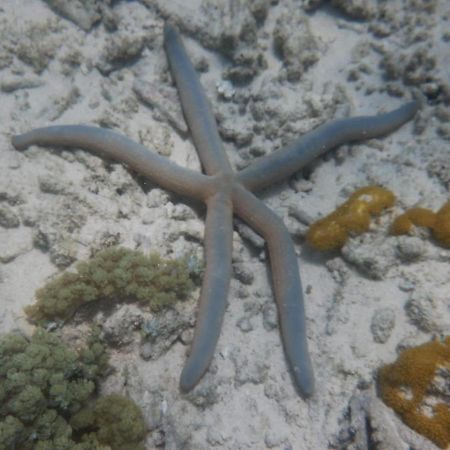 Ferienwohnung Wasini Raha Snorkeling And Diving Exterior foto