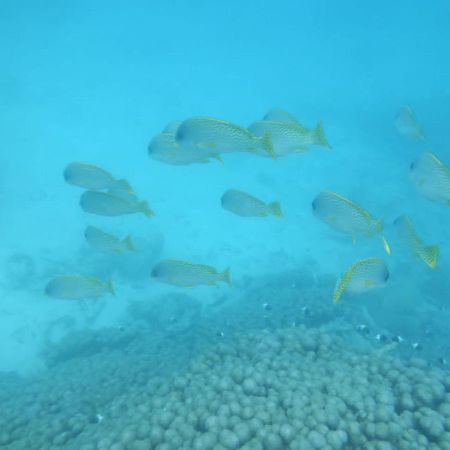 Ferienwohnung Wasini Raha Snorkeling And Diving Exterior foto
