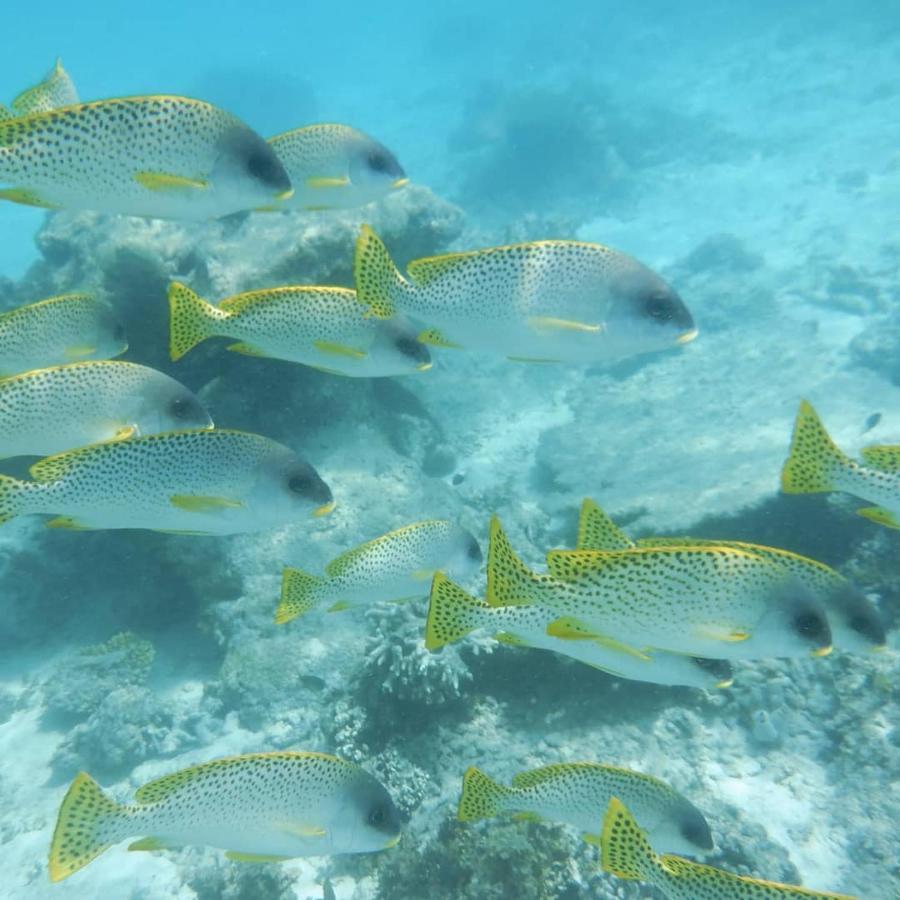 Ferienwohnung Wasini Raha Snorkeling And Diving Exterior foto