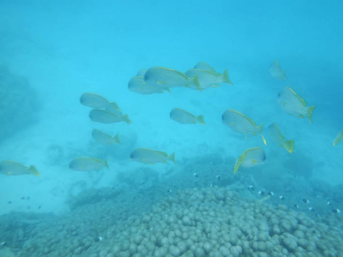 Ferienwohnung Wasini Raha Snorkeling And Diving Exterior foto