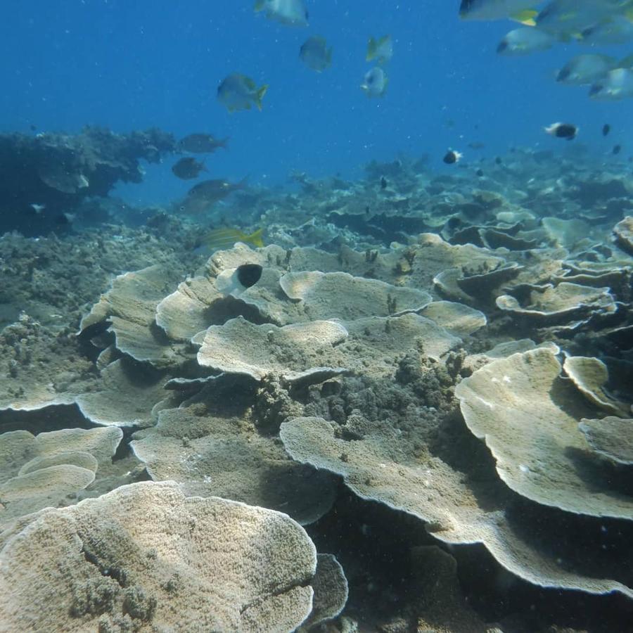 Ferienwohnung Wasini Raha Snorkeling And Diving Exterior foto