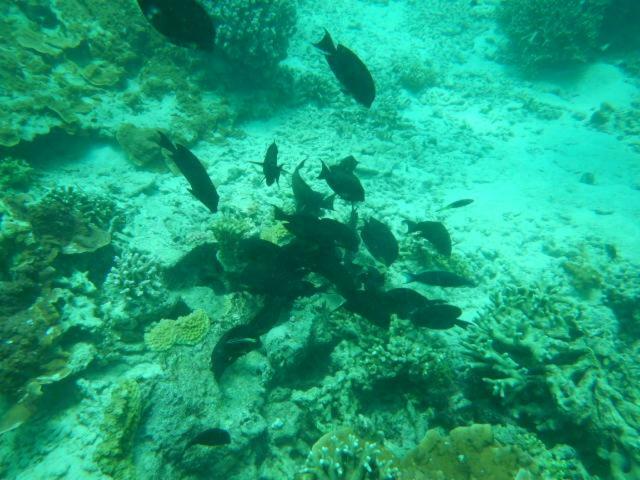 Ferienwohnung Wasini Raha Snorkeling And Diving Exterior foto