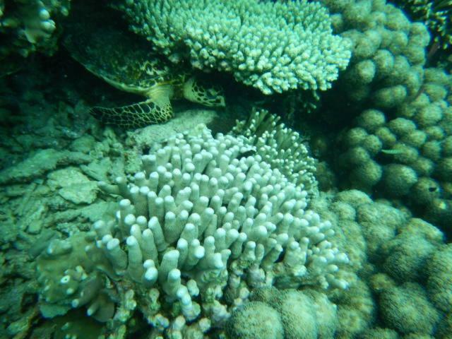 Ferienwohnung Wasini Raha Snorkeling And Diving Exterior foto